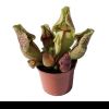 Przykladowe oferowane sztuki/ egzemplary plants 